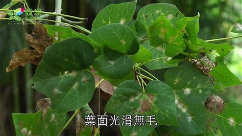 梧桐樹花|梧桐｜亞泥生態園區官方網站植物生態－花蓮生態復